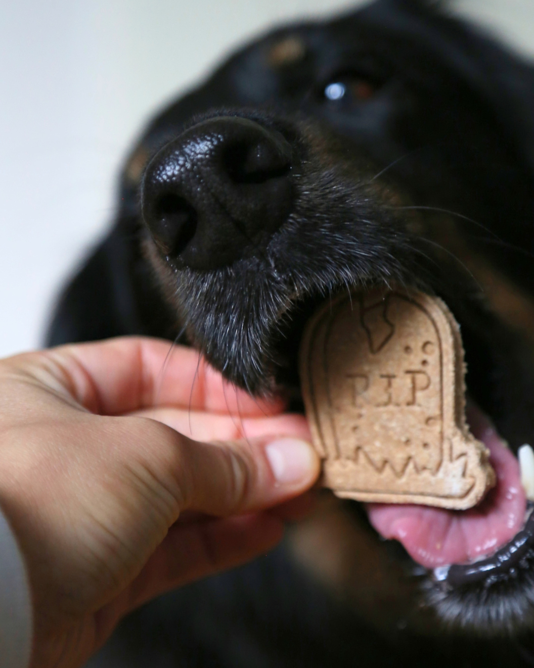 Trick for Treats