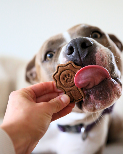 Best Dog